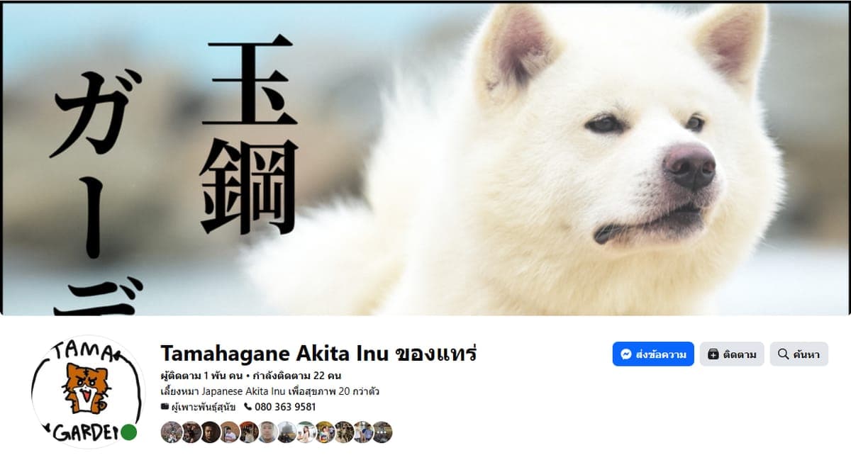 Facebook Page ทามะฮากาเนะ อากิตะอินุ ของแท้