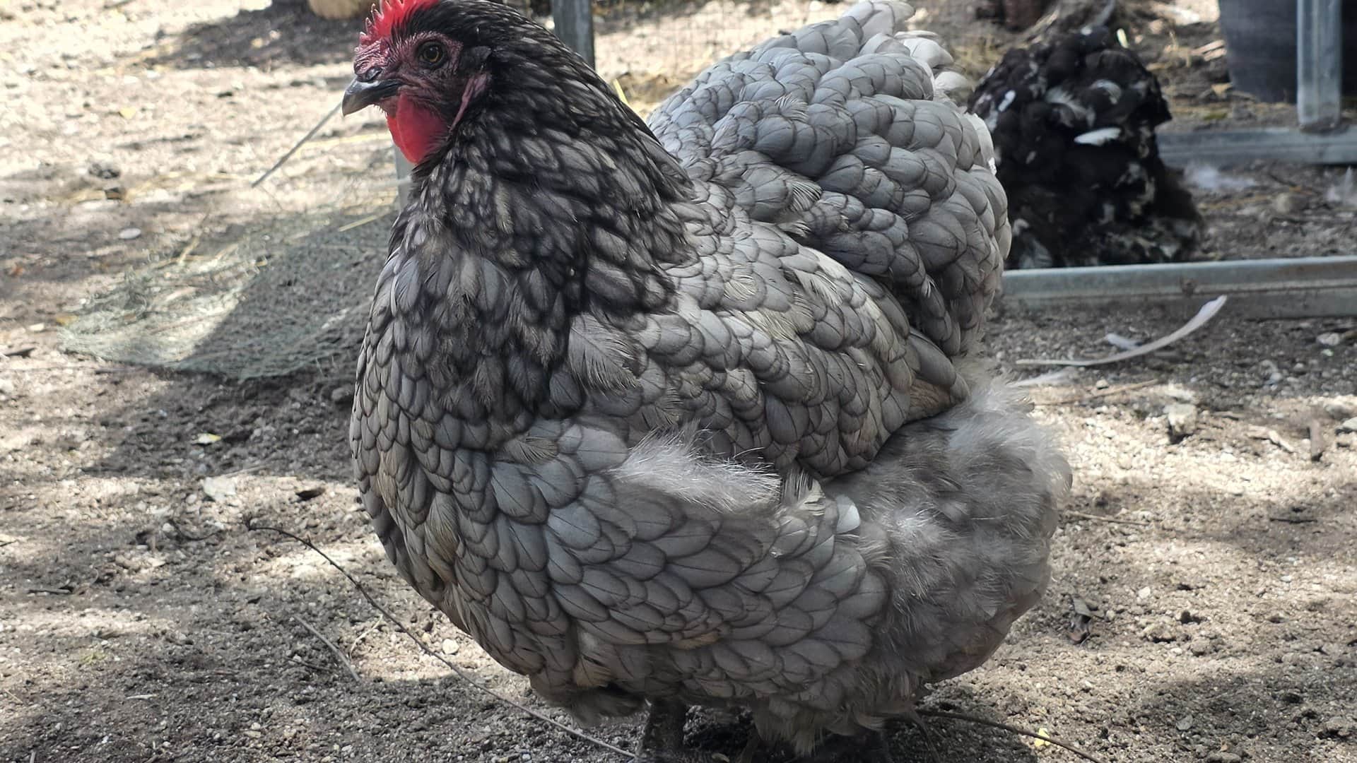 ไก่ออพิงตันอังกฤษในสนามกลางแจ้ง — สายพันธุ์ Tamahagane Garden