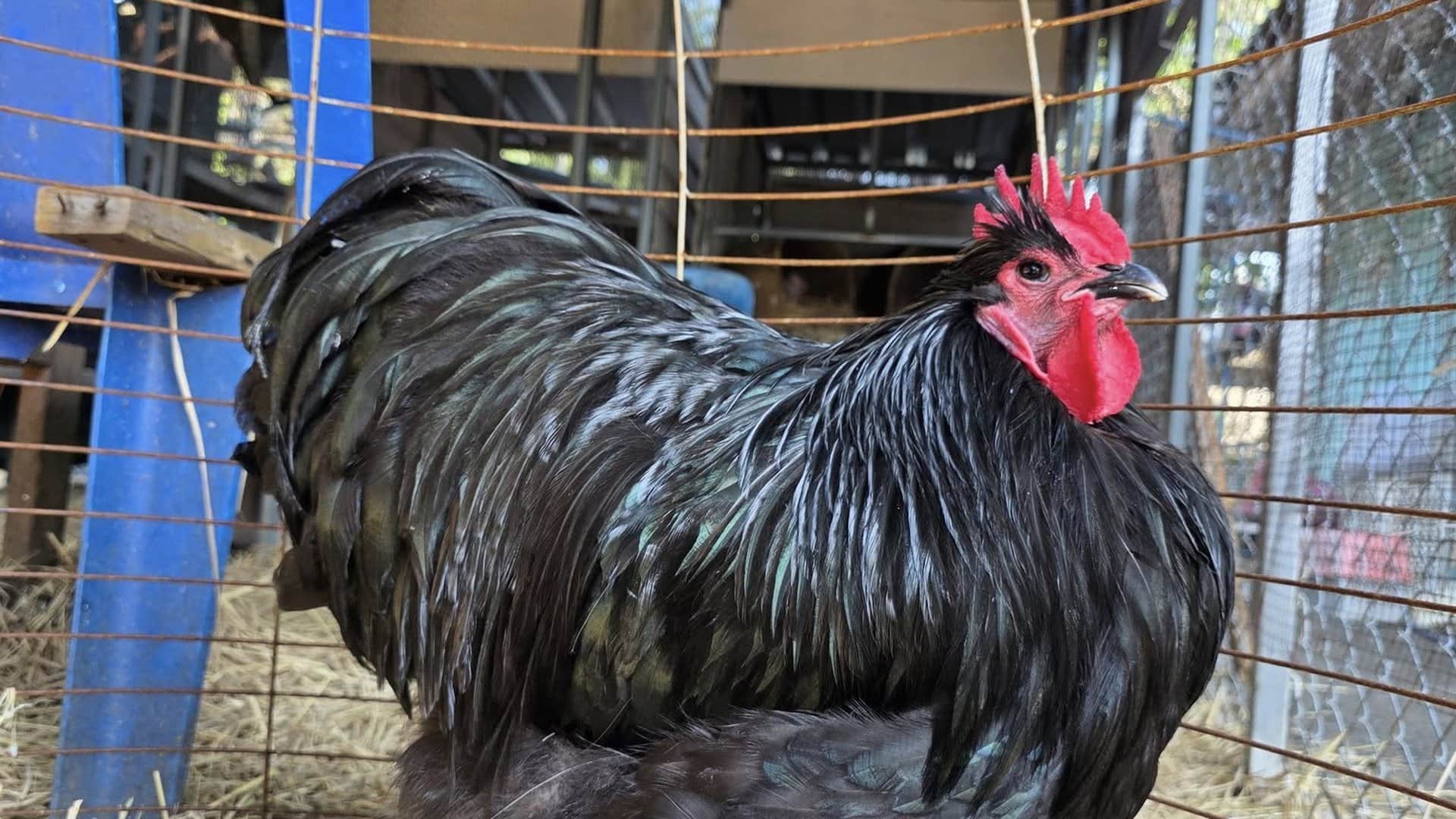 ไก่ออพิงตันสีดำ (Black) ฟีโนไทป์ Type First — Tamahagane Garden