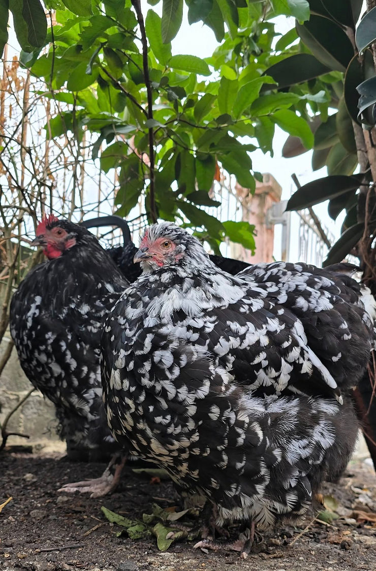 Two Years with Orpington Chickens — Misconceptions Thai Keepers Need to Hear — cover