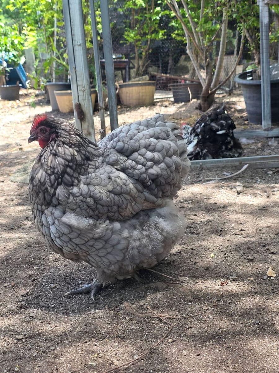 Beta, Blue Orpington hen