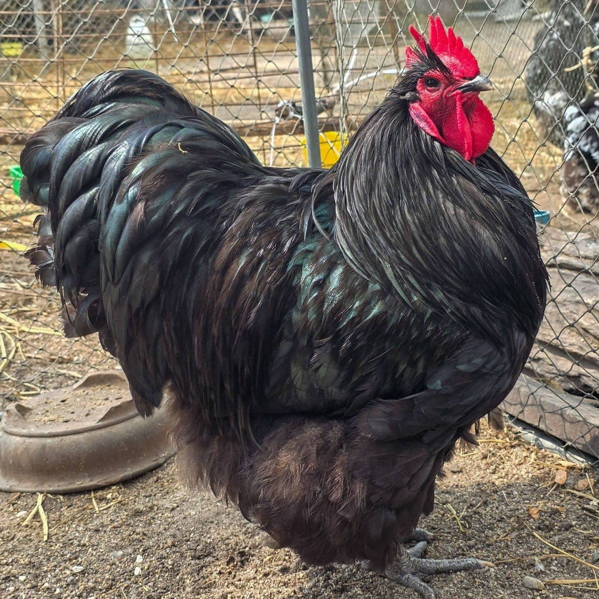 Blackstar, Black Orpington cockerel