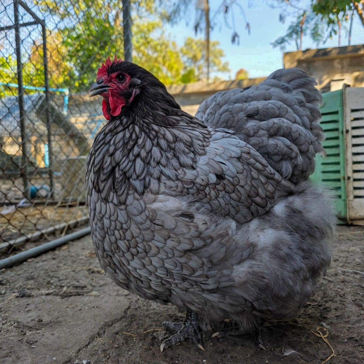 Elizabeth, Blue Orpington hen