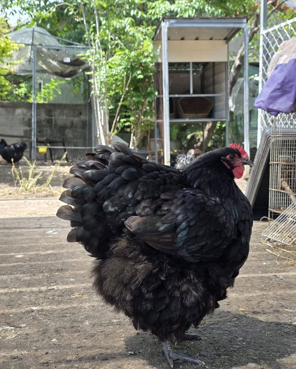 Monsoon, Black Orpington pullet